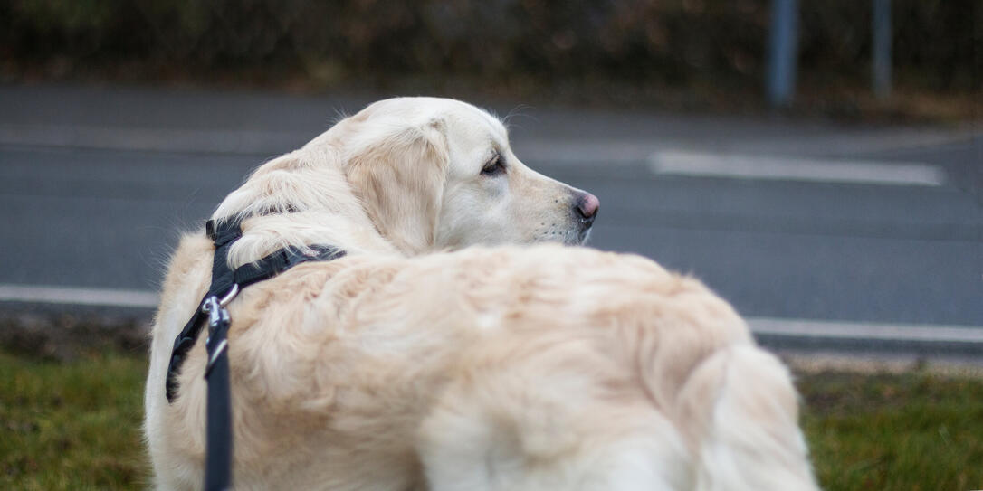 Cute golden retriever Cute golden retriever