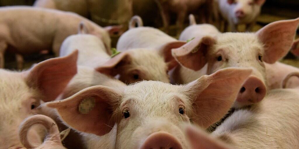 Die Afrikanische Schweinepest ist für die Tiere tödlich, für Menschen aber ungefährlich. (Symbolbild)