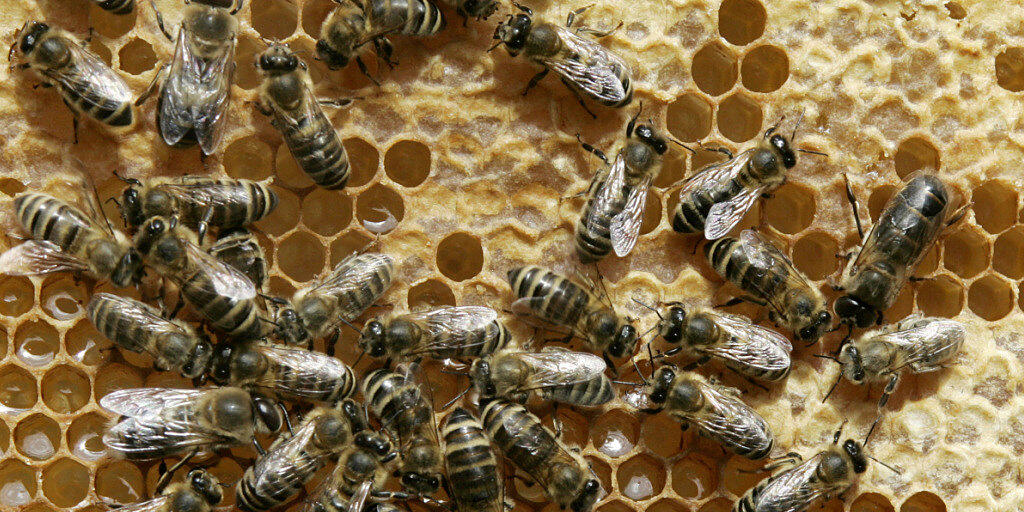 Bienen kommunizieren mithilfe eines vibrierenden Tanzes, wo es eine Nahrungsquelle zu finden gibt. (Archivbild) Bienen kommunizieren mithilfe eines vibrierenden Tanzes, wo es eine Nahrungsquelle zu finden gibt. (Archivbild)