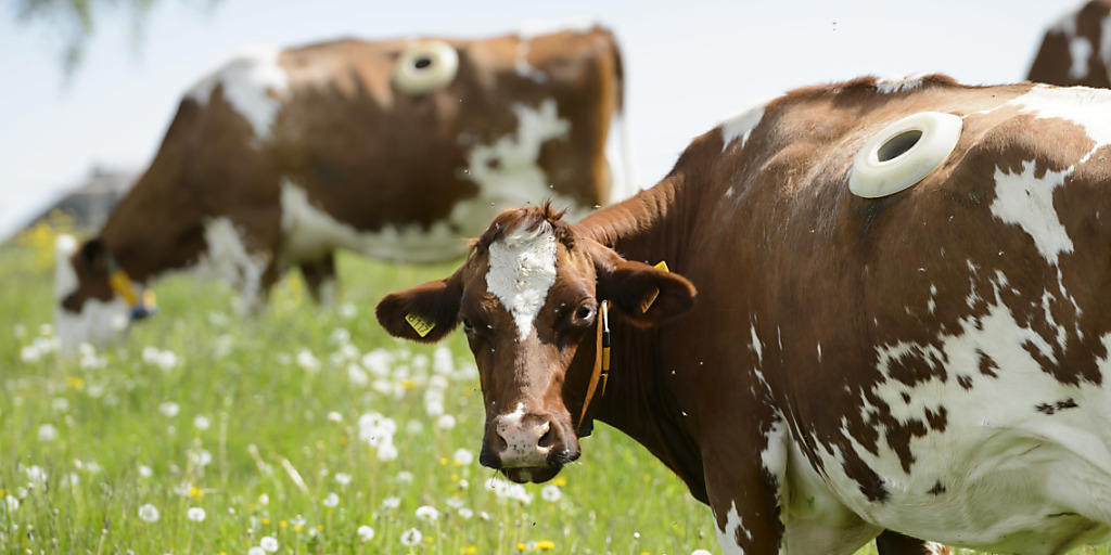 Zwei Kühe grasen im Mai 2014 in der landwirtschaftlichen Forschungsanstalt Agroscope in Posieux (FR). Ihnen wurde ein Zugang zum Pansen gelegt, um die Vorgänge im Magen und im Verdauungssystem von Kühen besser zu erforschen (Archiv).
