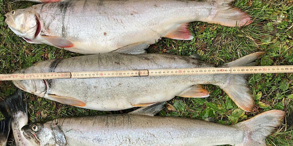 Die Amerikanischen Seesaiblinge, die im Fählensee im Alpstein gefangen wurden, sind bis zu 74 Zentimeter gross. Die fremden Tiere frassen laut der Jagd- und Fischereiverwaltung Appenzell Innerrhoden fast alle kleineren Fische im See.