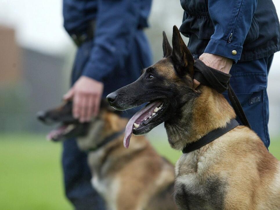 Mit Spürhunden und Lautsprecherwagen suchten die Einsatzkräfte bei Cuxhaven nach einem Fünfjährigen - er tauchte dann unter dem elterlichen Sofa auf. (Symbolbild)