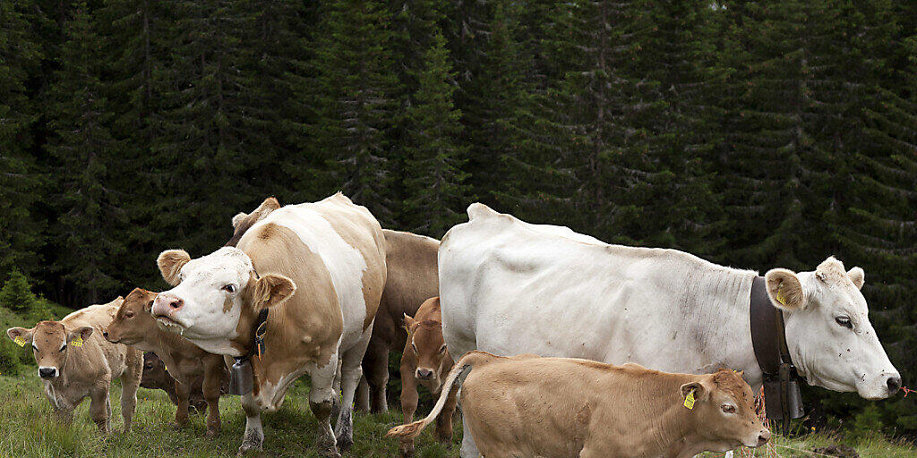Mutterkühe auf einer Alp: Damit die Rinder nicht gereizt werden, dürfen Wanderer auf der Bannalp keine Hunde mehr mitführen. (Symbolbild) Mutterkühe auf einer Alp: Damit die Rinder nicht gereizt werden, dürfen Wanderer auf der Bannalp keine Hunde mehr mitführen. (Symbolbild)