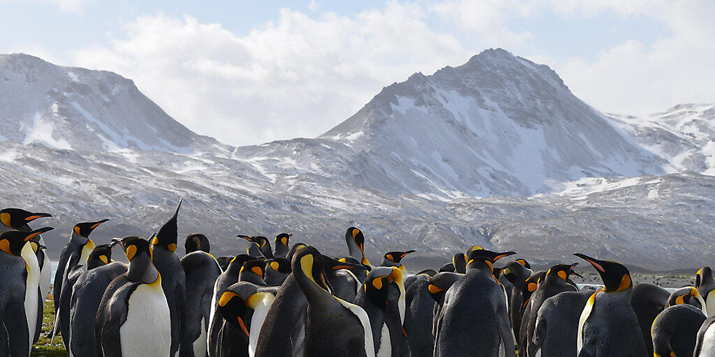 Laut Forschern ist der Bestand an Königspinguinen auf der Ile aux Cochons in den vergangenen 30 Jahren empfindlich zurückgegangen. Im Bild: Pinguine auf Südgeorgien.(Symbolbild)