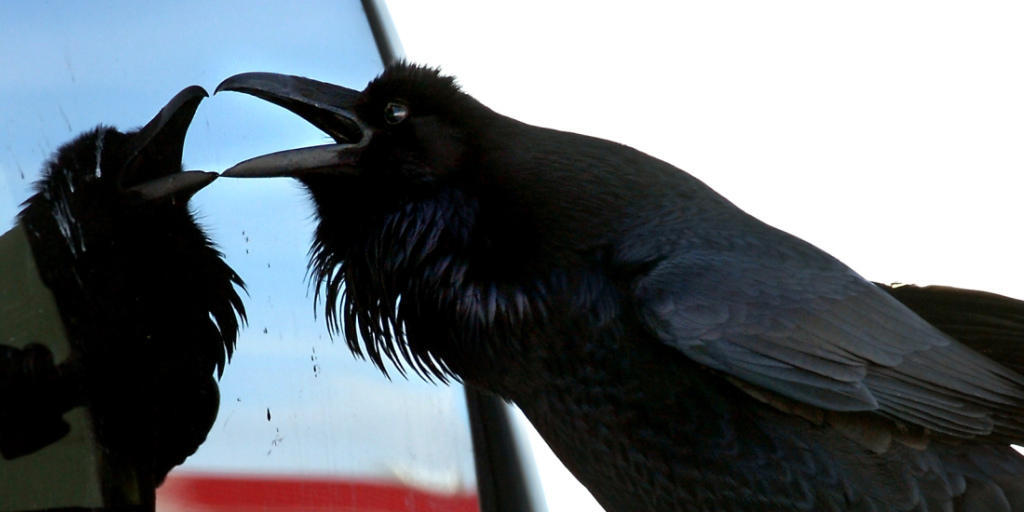 Von wegen "Vogelhirn": Rabenvögel sind genauso schlau wie Menschenaffen. Sie können sich zum Beispiel selbst im Spiegel erkennen. (Archiv)