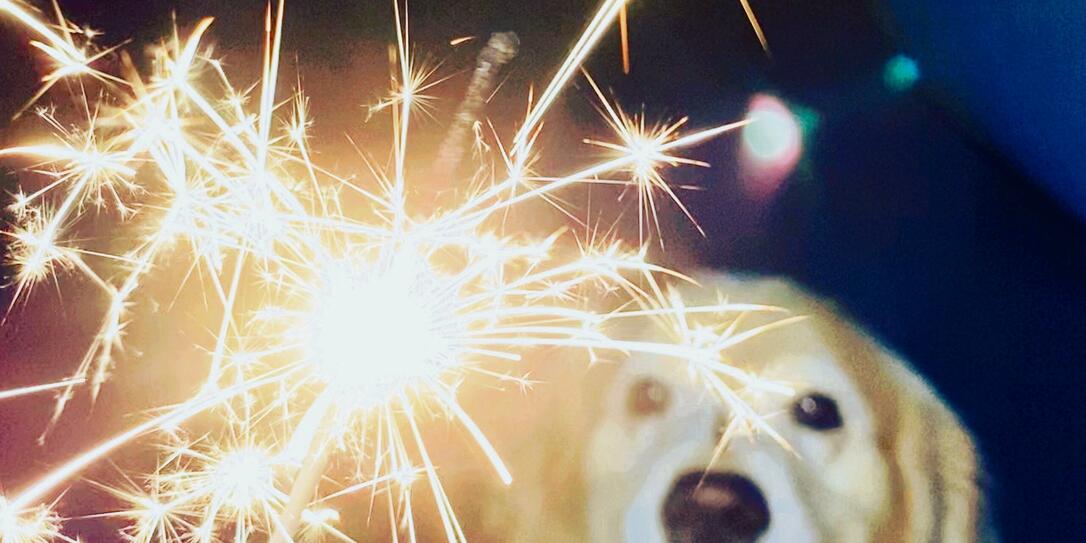 Dog with Fireworks Dog with Fireworks
