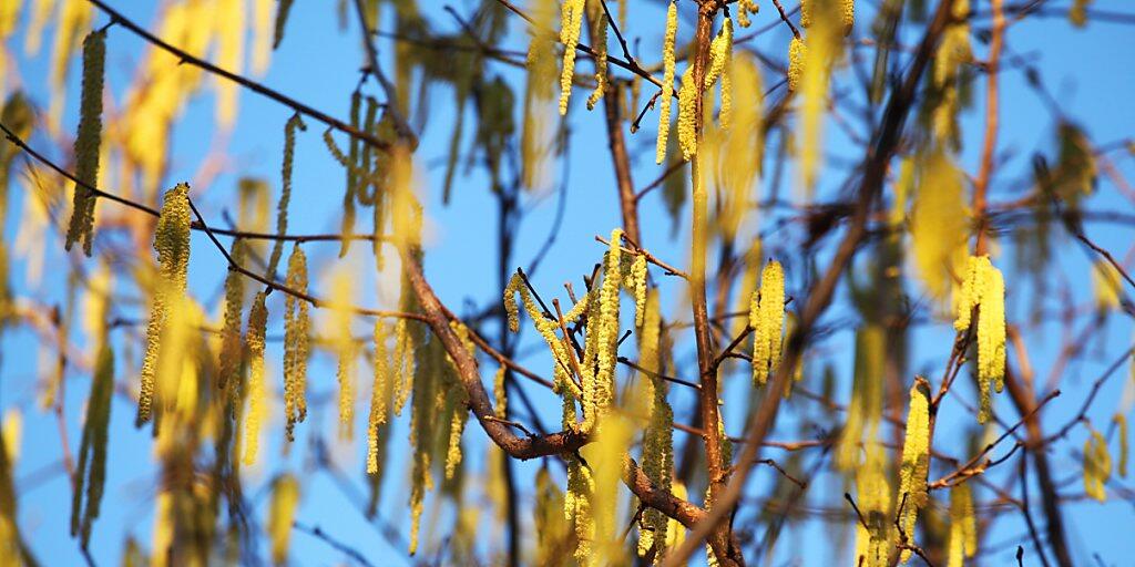 Pollen in der milden Januarluft: In der Schweiz blühen erste Haselstauden. (Themenbild)
