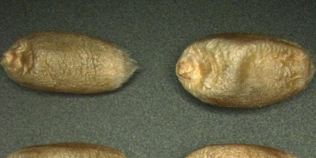 Ein gentechnisch eingefügtes Gersten-Gen erhöht im Winterweizen die Zuckeraufnahme und führt so zu dickeren Körnern (rechts) im Vergleich zur Ausgangssorte (links). Ein gentechnisch eingefügtes Gersten-Gen erhöht im Winterweizen die Zuckeraufnahme und führt so zu dickeren Körnern (rechts) im Vergleich zur Ausgangssorte (links).