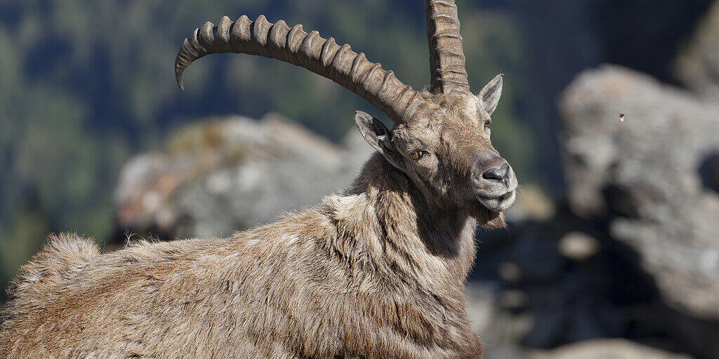 Ab dem kommenden Jahr dürfen Steinböcke im Wallis nur noch von einheimischen Jägern erlegt werden. TV-Bilder von reichen Ausländern auf Trophäenjagd hatten vergangenen Herbst eine Polemik ausgelöst. (Archivbild)