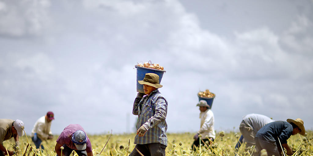 Einwanderer auf einer Zwiebelfarm im US-Bundesstaat Georgia: Die Wirtschaft befürchtet einen krassen Mangel an Arbeitskräften, sollte die Regierung ihre Reform der Aufenthaltserlaubnisse umsetzen. (Archiv)