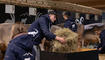 Braunvieh Junior Contest in Sargans