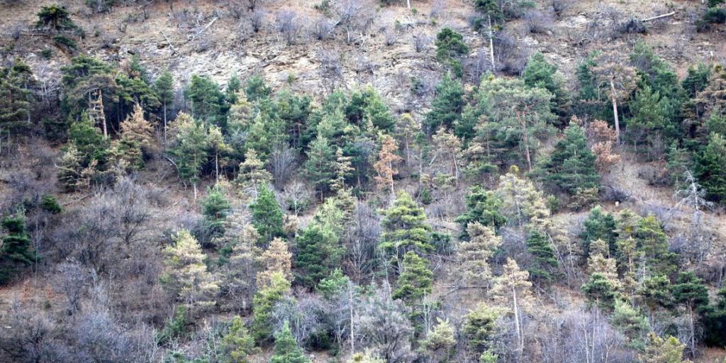 Wegen der wiederkehrenden Trockenheit sterben im Wallis viele Föhren ab. Wegen der wiederkehrenden Trockenheit sterben im Wallis viele Föhren ab.