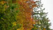 Herbst im Land
