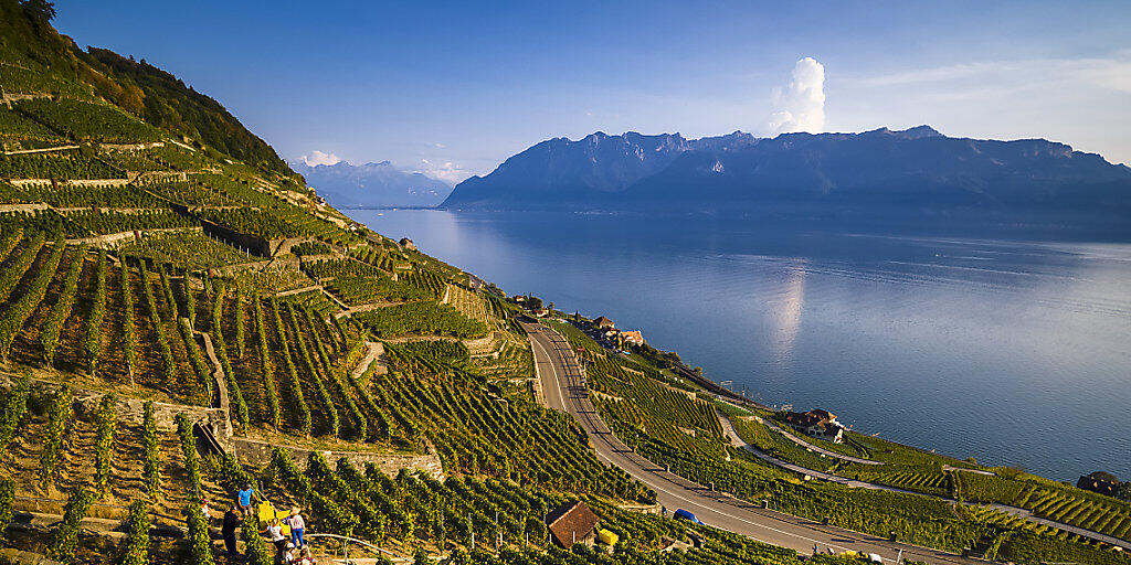 Weltweit wird mehr Wein hergestellt: Traubenernte im Kanton Waadt (Archivbild).