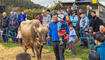 Melser Herbstviehschau (11.10.2024)