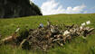 8000 Jahre Siedlungsgeschichte des Alpenrheintals, Oberriet,