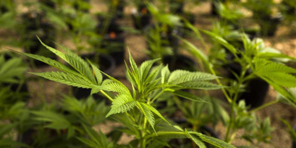 Hanfpflanze in Israel. Mehrere Schweizer Städte planen einen Pilotversuch für den regulierten Cannabis-Zugang.