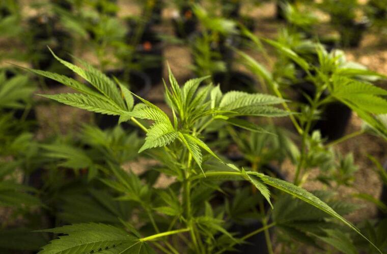 Bald Cannabis In Berner Apotheken Vaterland Online