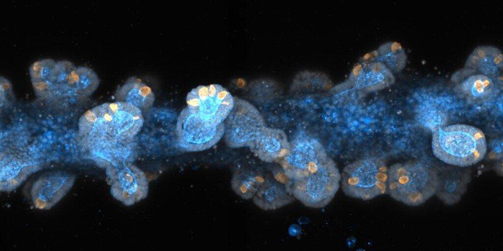 Mittels eines 3D-Druckverfahrens stellten Forschende der EPFL zentimetergrosse Mini-Organe her, die viele Merkmale ihres natürlichen Pendants aufwiesen. Mittels eines 3D-Druckverfahrens stellten Forschende der EPFL zentimetergrosse Mini-Organe her, die viele Merkmale ihres natürlichen Pendants aufwiesen.