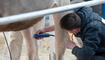 Braunvieh Junior Contest in Sargans