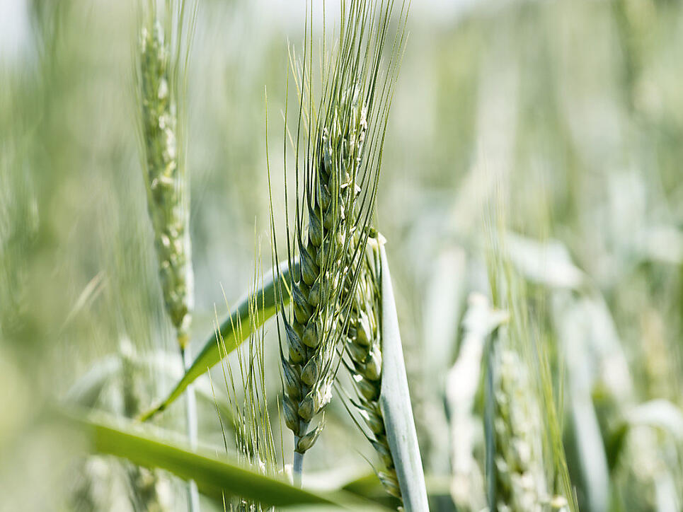 Bio-Landwirtschaft schont die Umwelt, bringt aber weniger Ertrag als die konventionelle. Wie man die Welt trotzdem nachhaltig ernähren könnte, zeigt eine Studie. (Symbolbild)