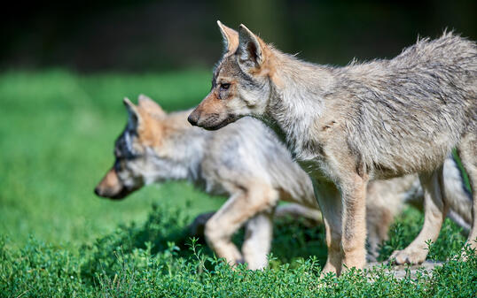 Junger Wolf