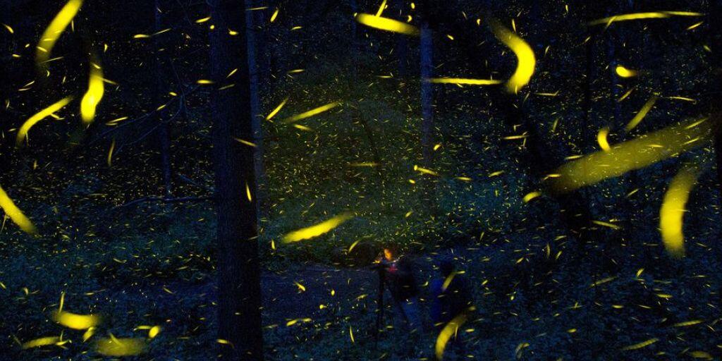 Glühwürmchen sind die bekannteste Erscheinungsform von Bioluminiszenz. Aber auch Pflanzen können leuchten. Forscher haben jetzt herausgefunden, wie man dieses Leuchten dank eines Pilzes noch verstärken kann. Gentechnisch veränderte Pflanzen mit Lichteffekten gibt es schon länger. (Archivbild)