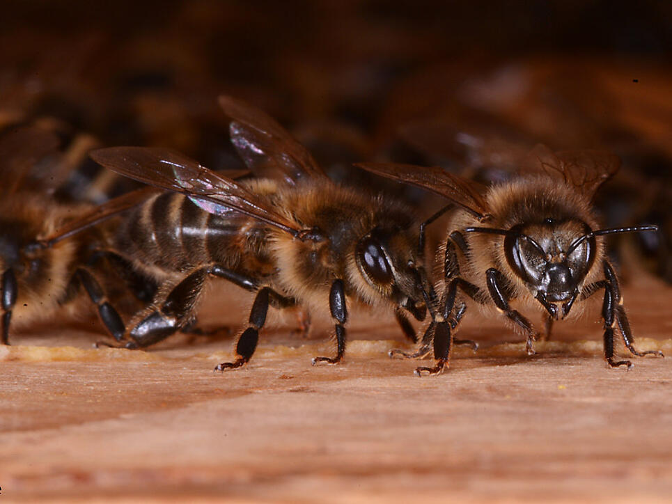 &Uuml;ber 85 Prozent der Bienenv&ouml;lker haben den Winter &uuml;berlebt und sind stark genug zum Honigsammeln.
