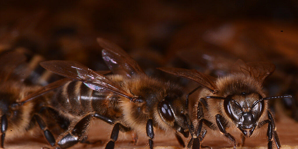 &Uuml;ber 85 Prozent der Bienenv&ouml;lker haben den Winter &uuml;berlebt und sind stark genug zum Honigsammeln.