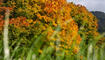 Herbst im Land