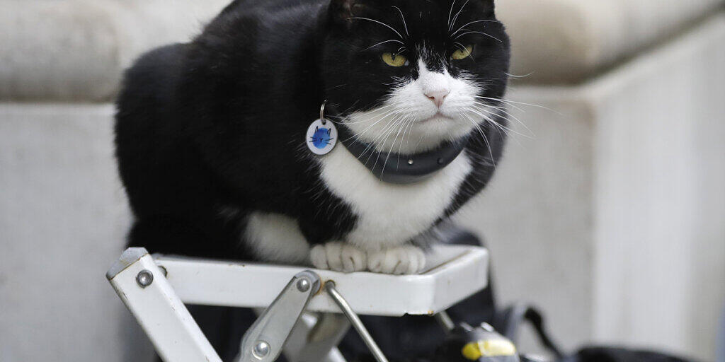 ARCHIV - Palmerston, die Katze des Außenministeriums, sitzt auf einer Fotografenleiter. Palmerston geht nach nur vier Jahren in den Ruhestand. Foto: Kirsty Wigglesworth/AP/dpa ARCHIV - Palmerston, die Katze des Außenministeriums, sitzt auf einer Fotografenleiter. Palmerston geht nach nur vier Jahren in den Ruhestand. Foto: Kirsty Wigglesworth/AP/dpa