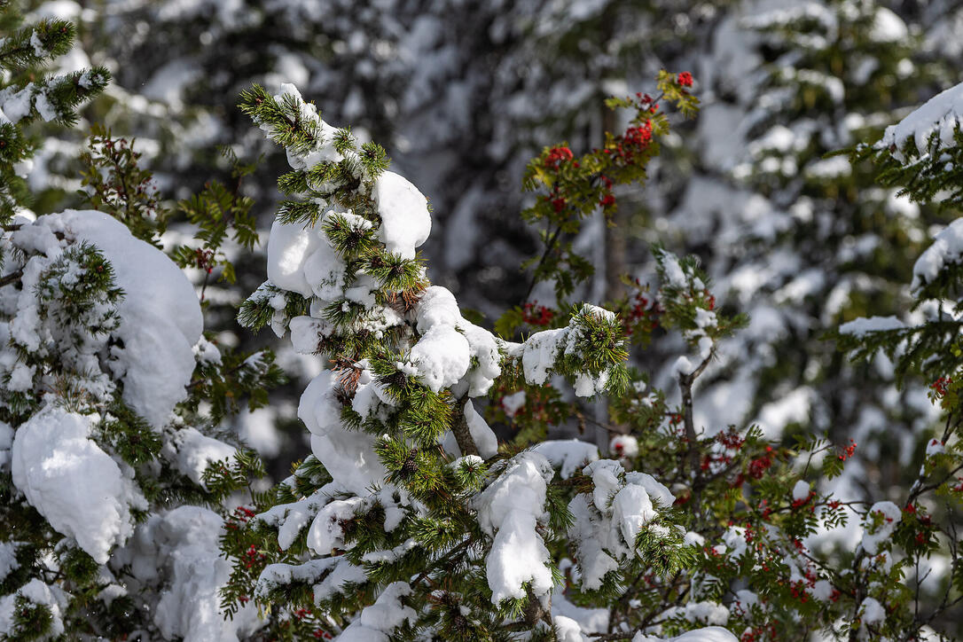 Erster Schnee in Liechtenstein