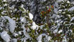 Erster Schnee in Liechtenstein