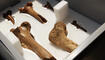 8000 Jahre Siedlungsgeschichte des Alpenrheintals, Oberriet,