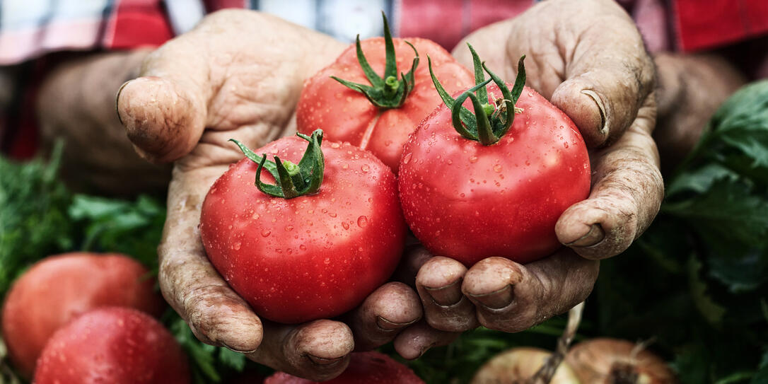 Hands holding tomato harvest-cluse up