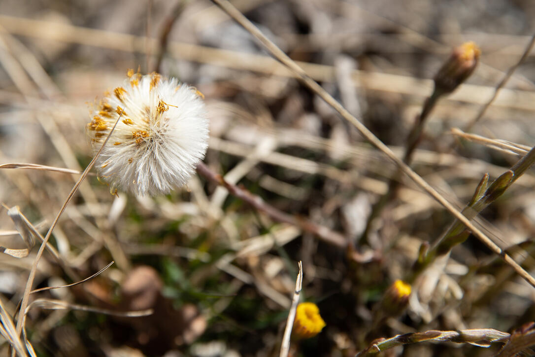 Die Natur in sanften Farben