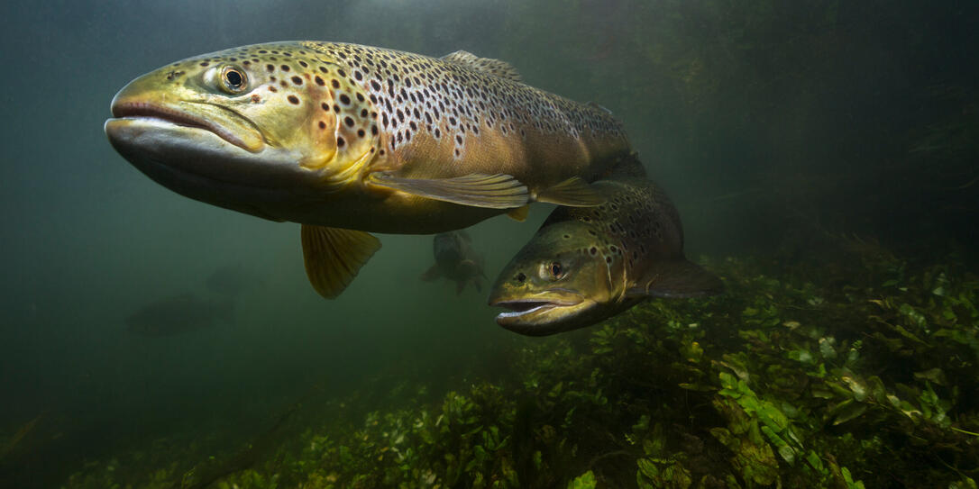 Underwater image of a brown trout swimming in a UK chalk stream