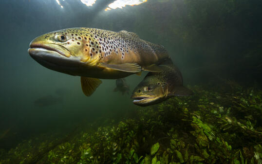 Underwater image of a brown trout swimming in a UK chalk stream