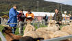 Herbstmarkt mit Schaf- und Gizischau in Sevelen