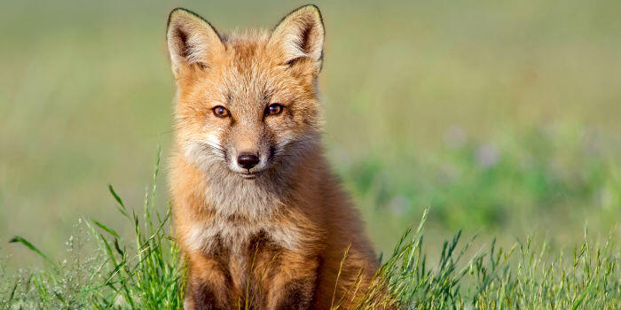 Fuchs Fuchs