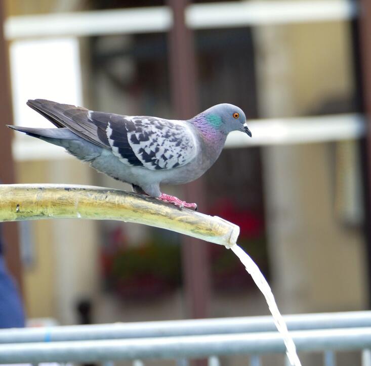 Sommerferienfotos 20. - 26. Juli