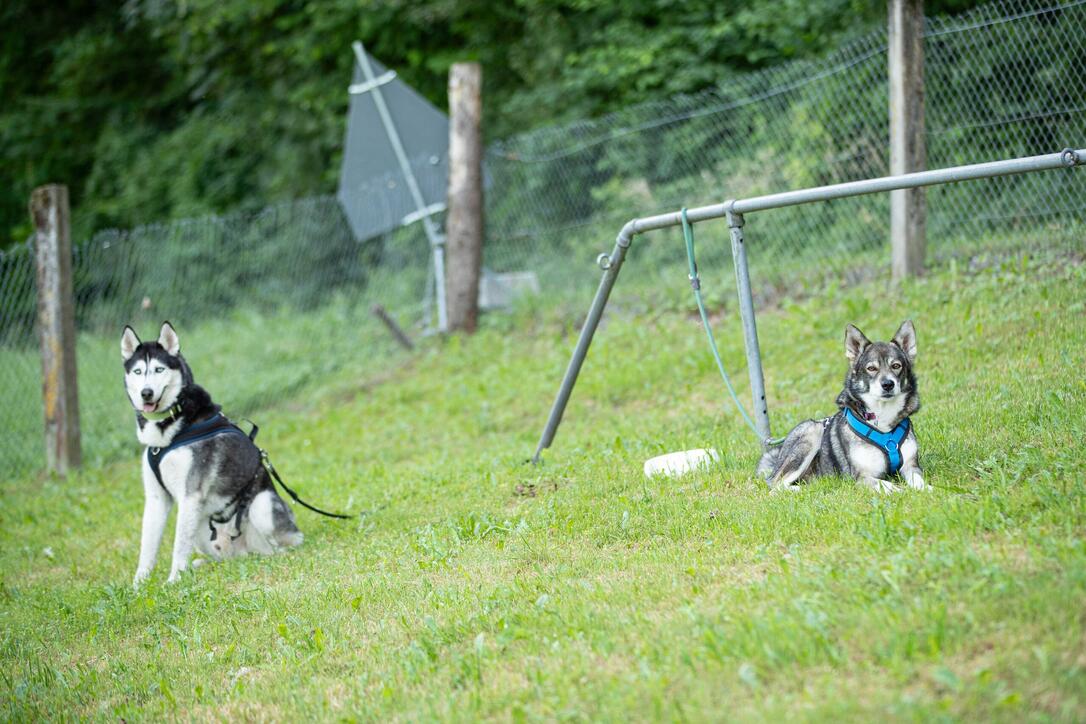 Hundeplausch Balzers (20.06.2026)