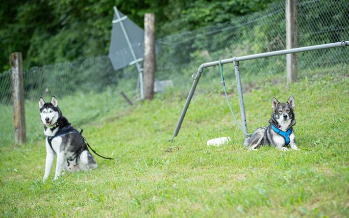 Hundeplausch Balzers (20.06.2026)