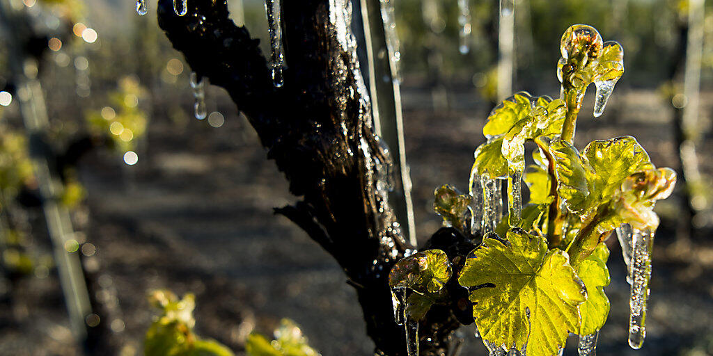 Frostnächte im Frühling haben im vergangenen Jahr zur kleinsten Weinernte seit 1978 geführt. (Archivbild)