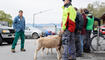 Werdenberger Buuremart mit Gitzischau in Grabs