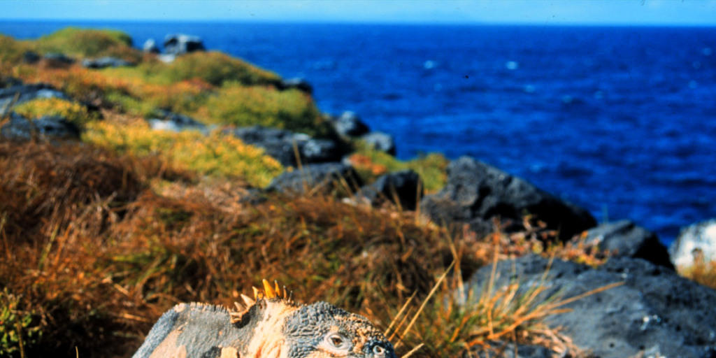 Wer auf den Galapagos-Inseln einen Landleguan überfährt, muss mit einer harschen Strafe rechnen. (Archivbild)
