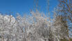 Schnee im Frühling