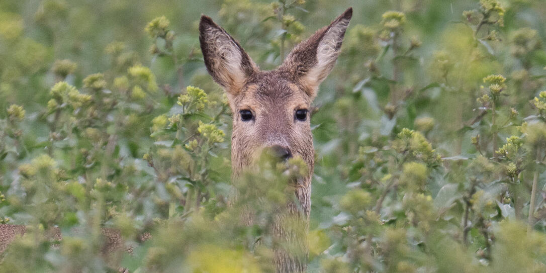 Rehe im Regen
