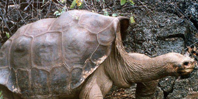 Einbalsamiert wie ein alter Pharao: Lonesome George (Archiv)