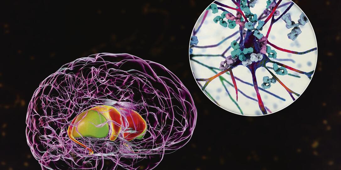 Anti-basal ganglia antibodies. 3D conceptual illustration